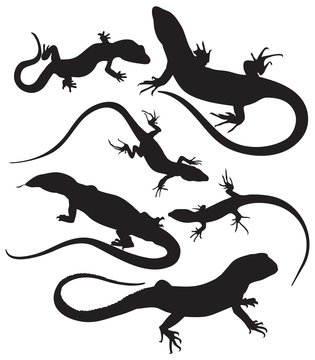 vector lizards