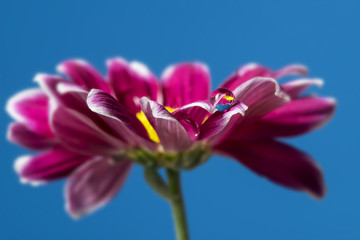red flower and dew drop