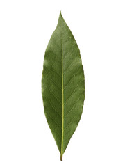 Single bay leaf isolated on white background
