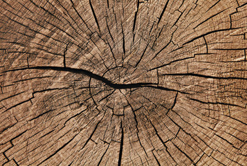 holzstämme