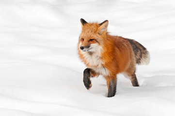 Red Fox (Vulpes vulpes) Stands in Fresh Snow