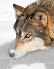 Grey Wolf (Canis lupus) Head with Snow