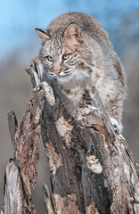 Bobcat (Lynx rufus) Blends in on Snowy Stump