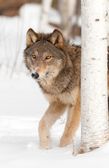 Grey Wolf (Canis lupus) Walks from Behind Birch Tree