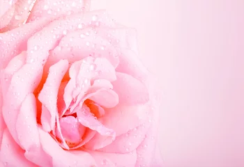Deurstickers Pink rose background © Anna Om