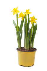 Yellow narcissus in the pot