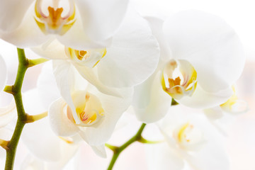 Obrazy na Szkle  Zbliżenie niektórych pięknych białych kwiatów orchidei