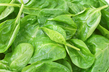 Fresh spinach leaves with drops background close up.