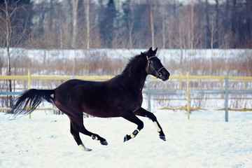 Skipping black stallion.