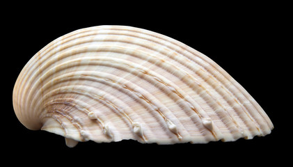 Shell