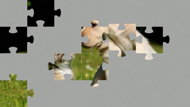 Hund und K&auml;tzchen