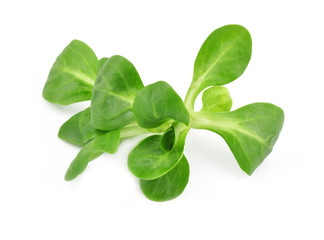 Fototapeta premium Valerianella lettuce