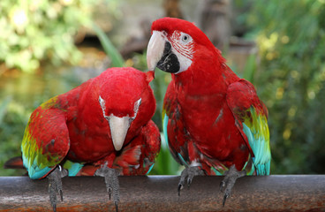 Married couple of Scarlet Macaw.