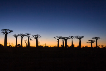 Sunset on baobab trees