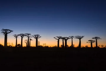 Foto op Canvas Zonsondergang op baobabbomen © Pierre-Yves Babelon