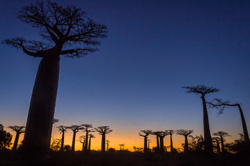 Sunset on baobab trees