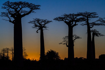 Sunset on baobab trees