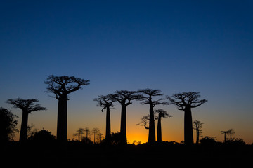Sunset on baobab trees