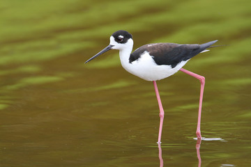 Black-necked Stilt - Everglades National Park, Florida