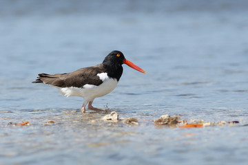 American Oystercatcher (Haematopus palliatus) - Matlacha, FL