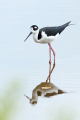 Black-necked Stilt - Everglades National Park, Florida
