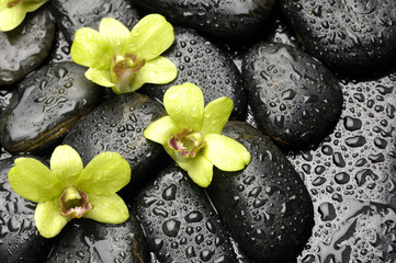 Fototapeta na wymiar Set of green orchid on the black zen stone