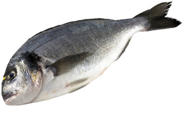 Orata fresca