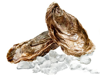 Two oysters with ice cubes
