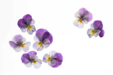 Naklejka na ściany i meble 可愛い紫のヴィオラ