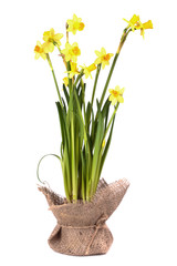 Yellow daffodils