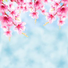 Blauer Hintergrund mit Kirschblüten