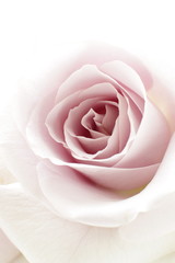 close up of elegant purple rose on white background