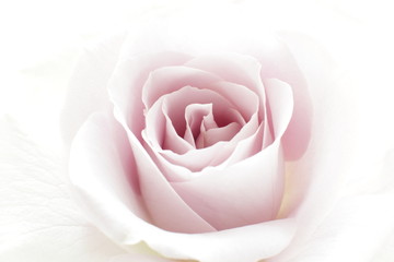 close up of elegant purple rose on white background