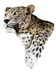 Jaguar on a white background