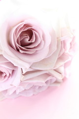 elegant pastel purple roses bouquet for background image