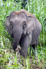 Pygmy elephant on the Kinabatangan River, Sabah.