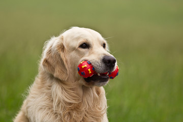 Golden Retriever