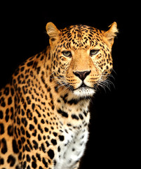 Naklejka premium Leopard