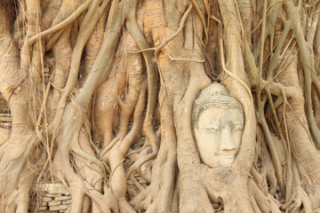 Sandstone Buddha head covered tree root.