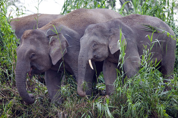 Pygmy elephants on the Kinabatangan River, Sabah.