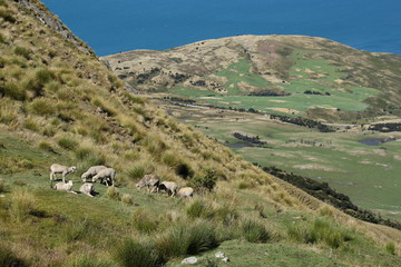 Fototapeta na wymiar sheep grazing above lake Hawea, New Zealand