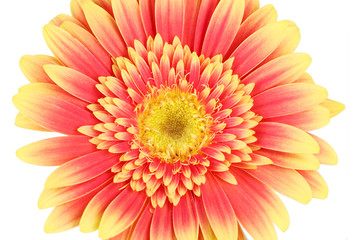 Beautiful Gerber flower isolated on white