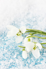 Bouquet of snowdrop flowers, on snow background