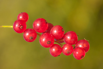 red currant