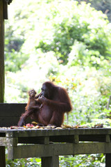 Mother and baby Orangutan eating fruit, Borneo. © davidevison
