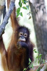 Orangutan hanging from a tree, Borneo.