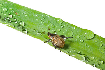 Beetle on grass-blade 8