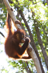 Orangutan in a tree, Borneo. © davidevison