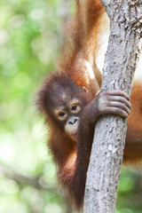 Orangutan in a tree, Borneo. © davidevison