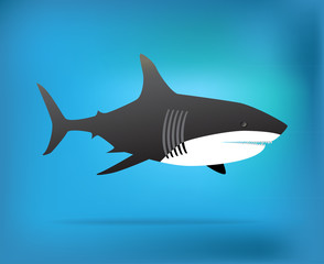 Shark illustration